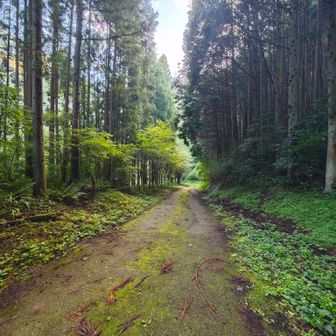 舗装林道を進んで行くと…