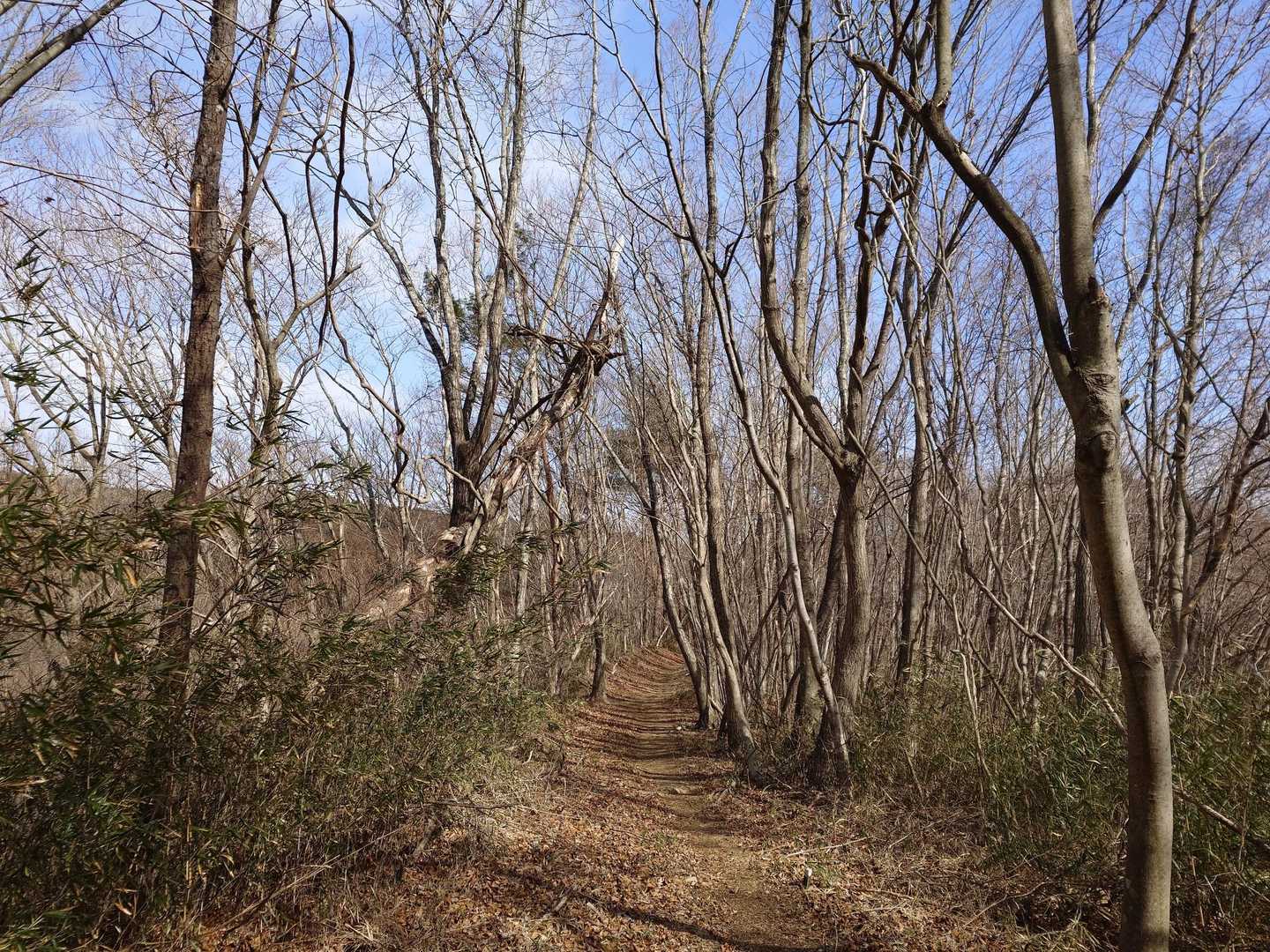 よく整備された気持ちのいい山道