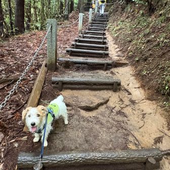 ゆるい登りはのろのろ運転
急な階段は煽り運転なおいらです🐶🐾
