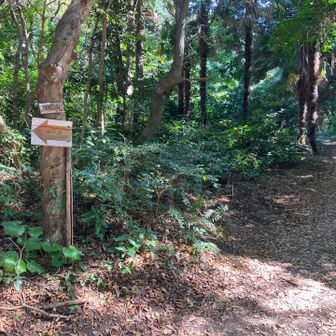 ハイキングコース（湘南平へ向かう方）から見て右