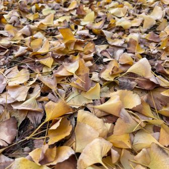 最後の紅葉を楽しむ人多いな