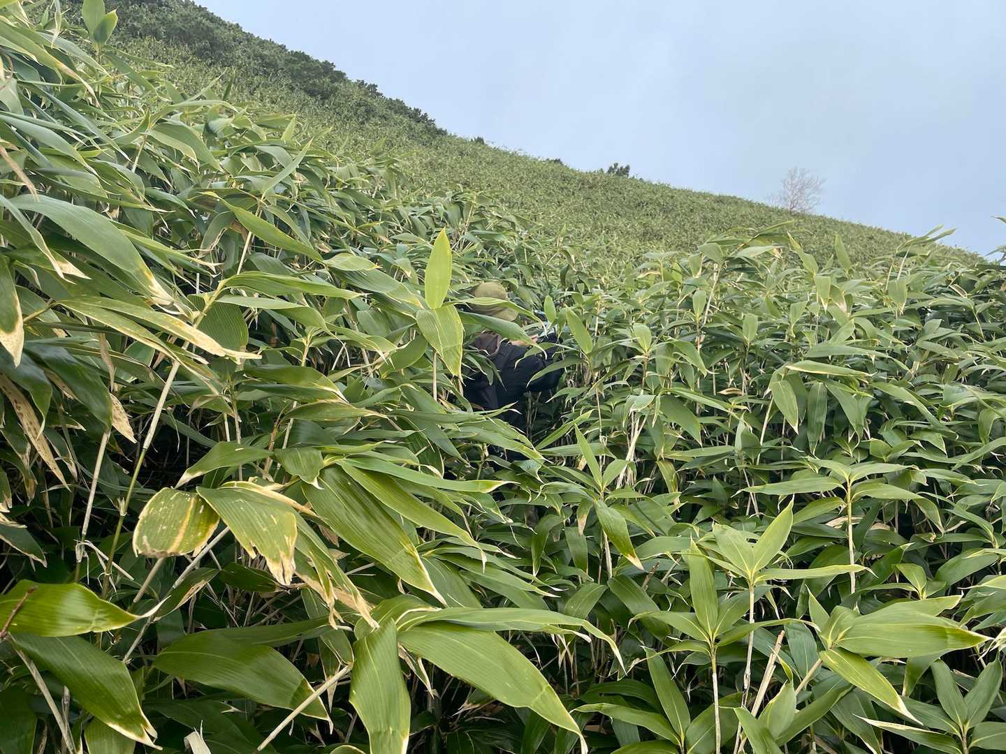 下山時、再び笹薮の海へ