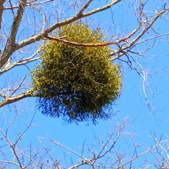 ヤドリギ　湖畔の木には球状のヤドリギがたくさん見られた