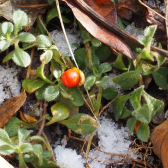 ツルアリドオシ🍒


雪の溶けかけた念仏坂の舗装路に今日イチ緊張しつつ、今日も一日楽しく歩けました🚶‍➡️
ありがとうございました⛰️