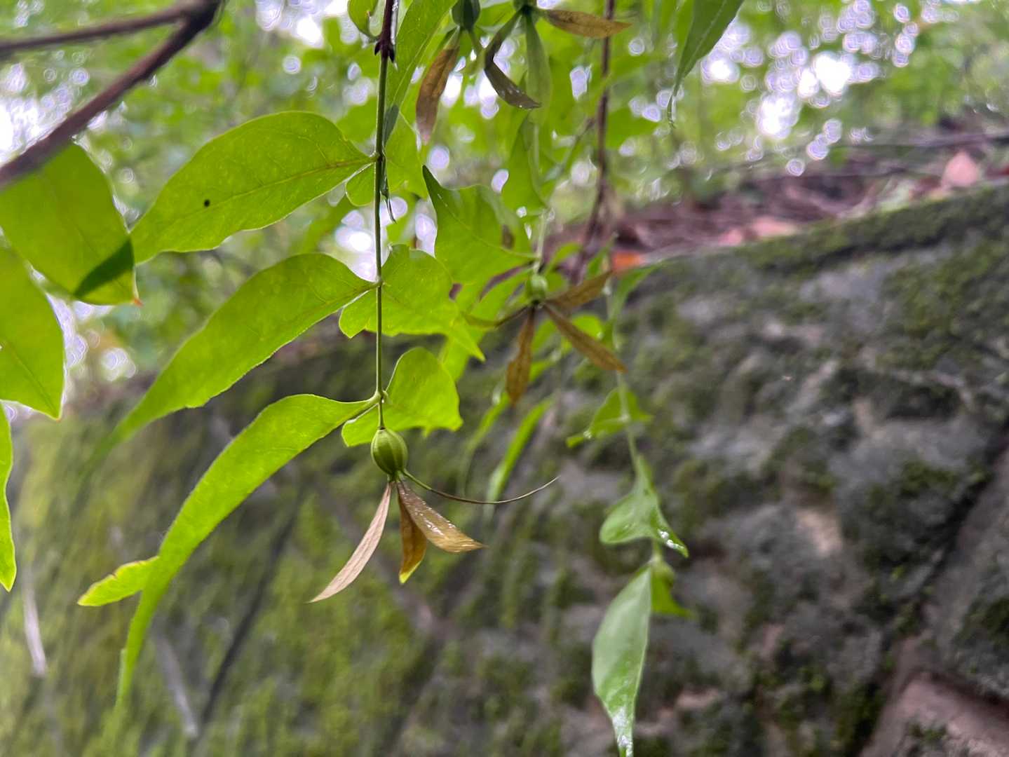 こんなふうに実をつけるんですね。
花はどんなだったかな❓