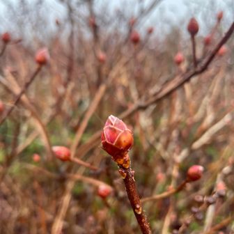 何やろ〜。

春を待っているのね(∗ˊ꒵ˋ∗)