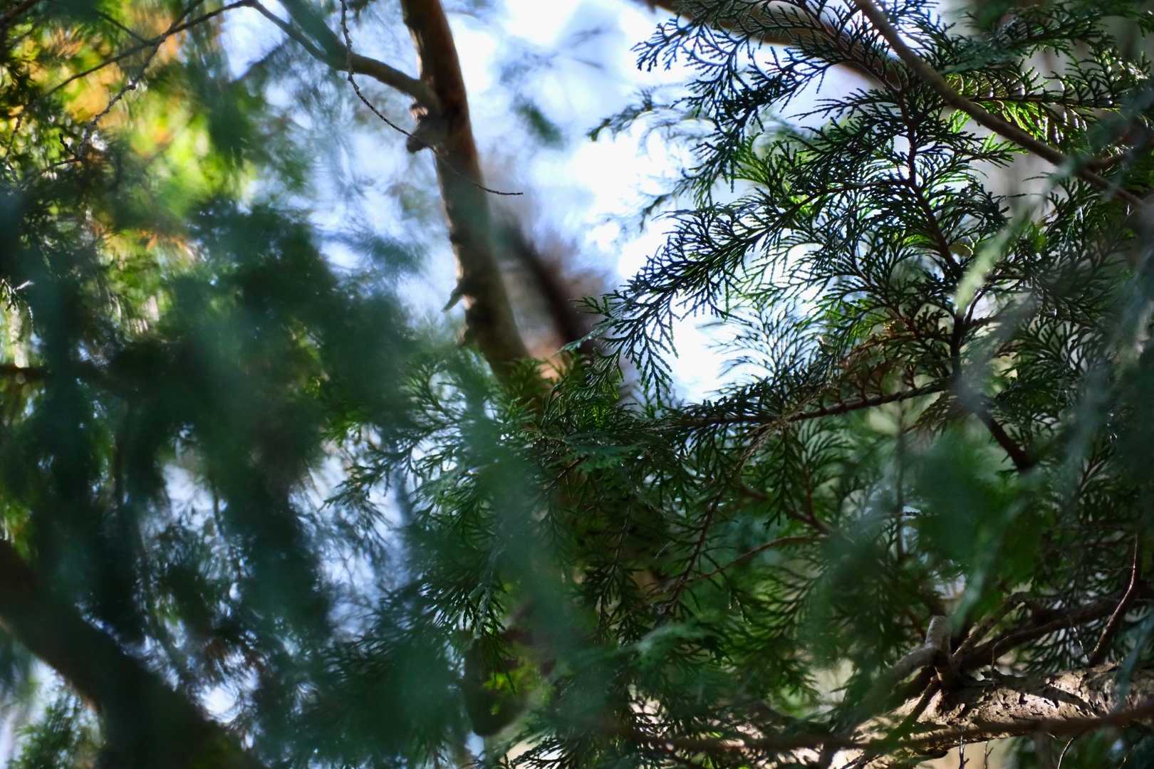 ふと頭上の枝が少し揺れる
アレッ🧐何か動く様な