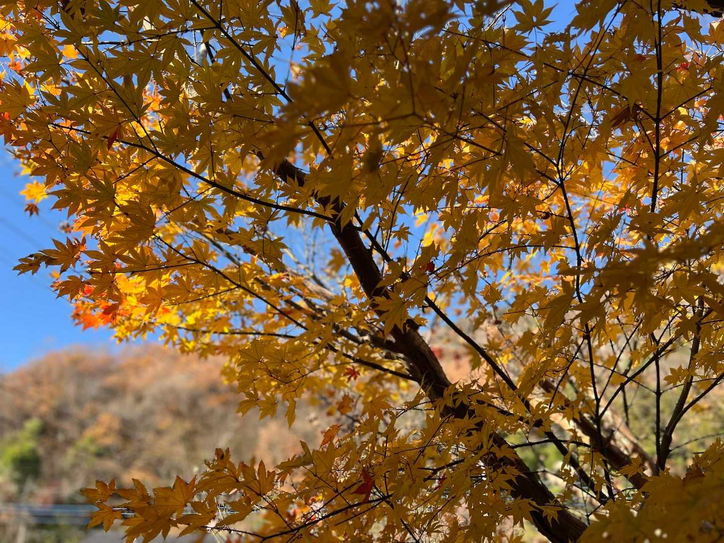 最後に見上げて🍁✨💛