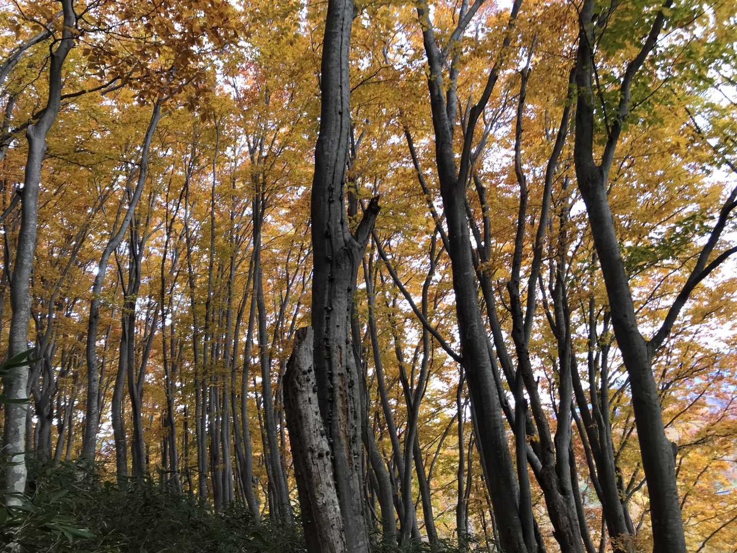 毛無岱湿原経由八甲田登山道入口-八甲田山 往復コースの写真