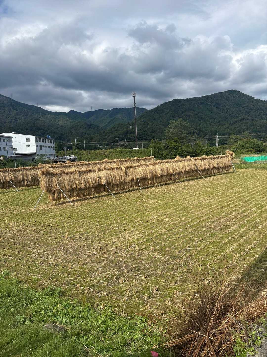 14時半の電車の予定で計画してきましたが、13時27分発の電車に間に合うかも、、、と里に下りてきた車道2キロは2人で走る💨

秋の良い匂い🌾