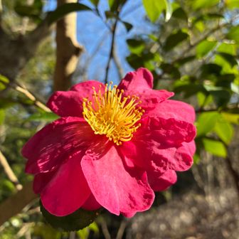 山茶花🌺
※DOMOの絵文字に似ていますね😊
下さった方、ありがとうございます♪