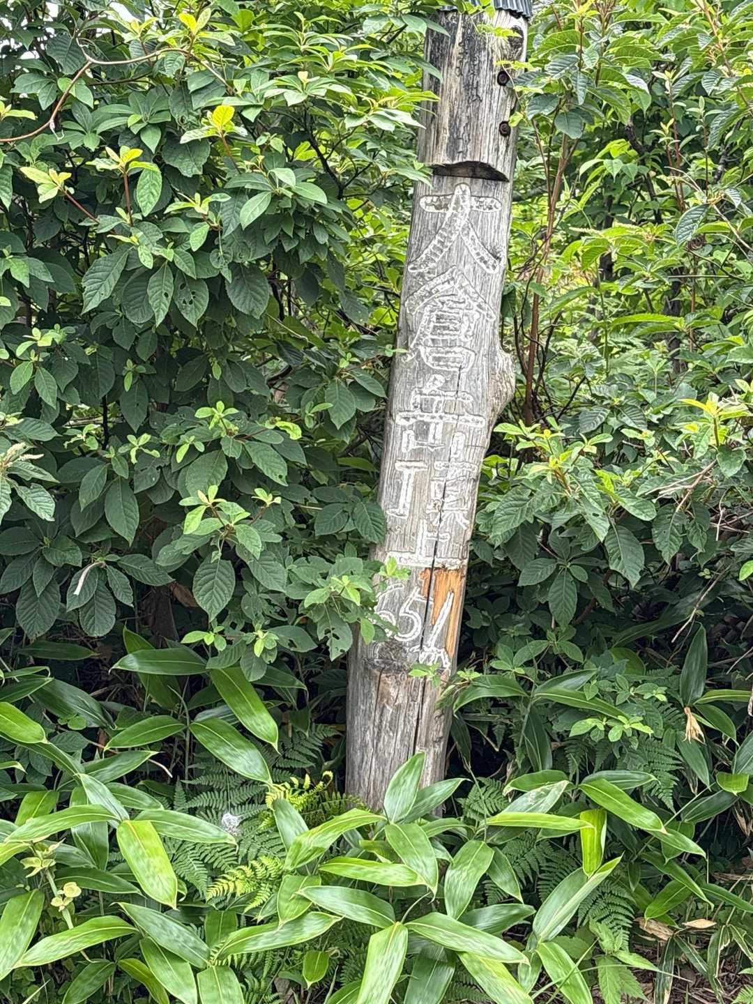 大倉岳 周回コースの写真