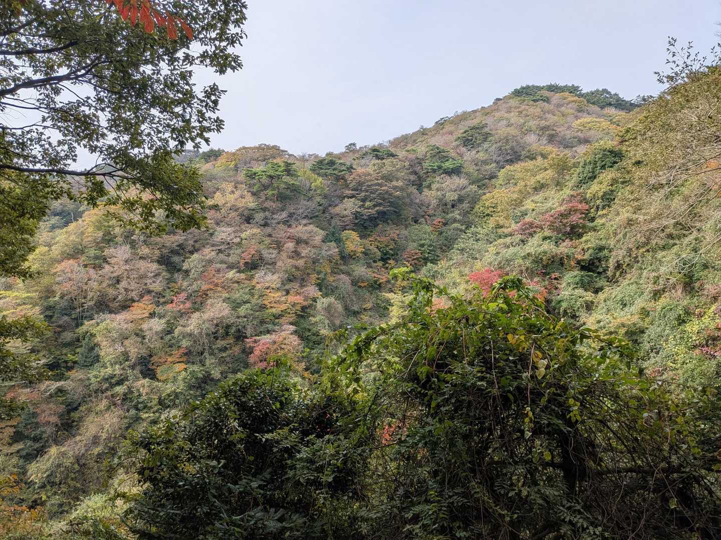 チラホラと紅葉が