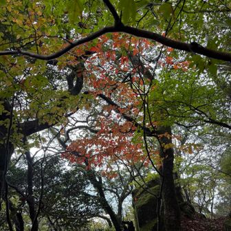 🍁