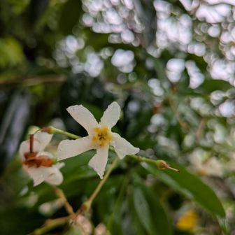 ❀テイカカズラ（定家葛）
つる性の常緑低木。花は白く、プロペラや風車のような形をしており、中心部が黄色いのが特徴で初夏に甘い香りのある花🙂
