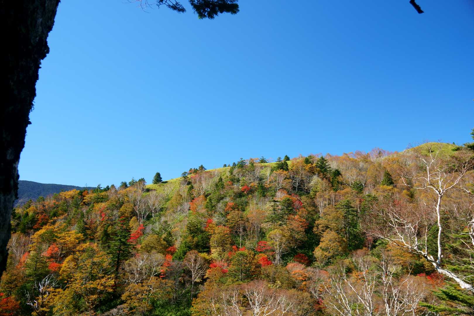 だいぶ落葉している木も多いようで。