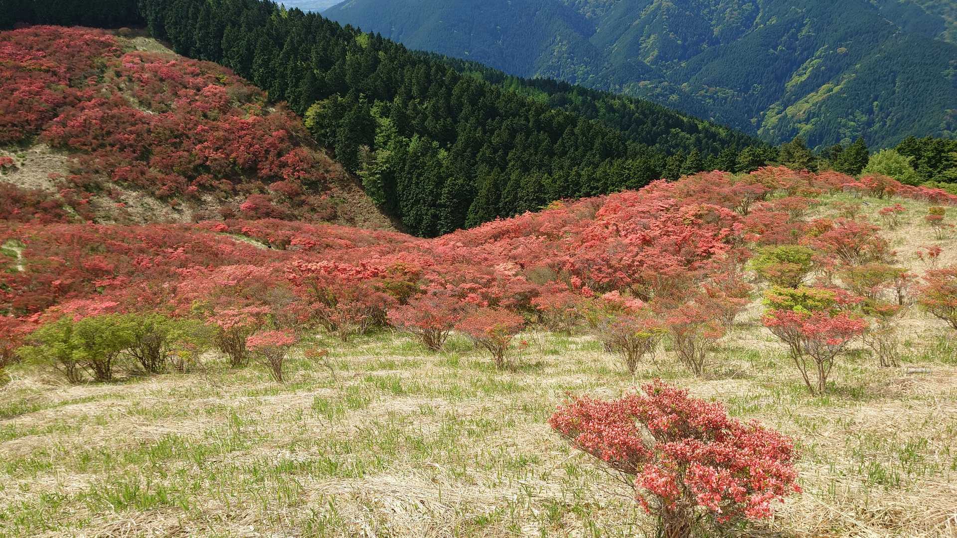 天狗谷-大和葛城山-水越峠 周回コースの写真