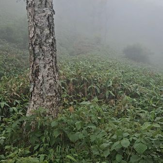 天望山への道
先が見えない