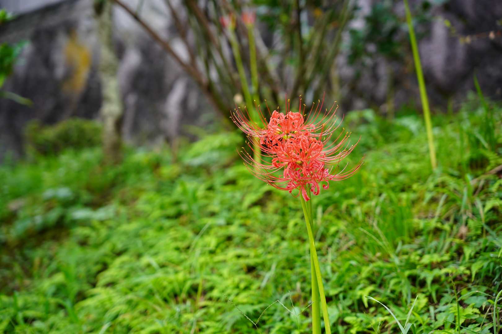 お彼岸です