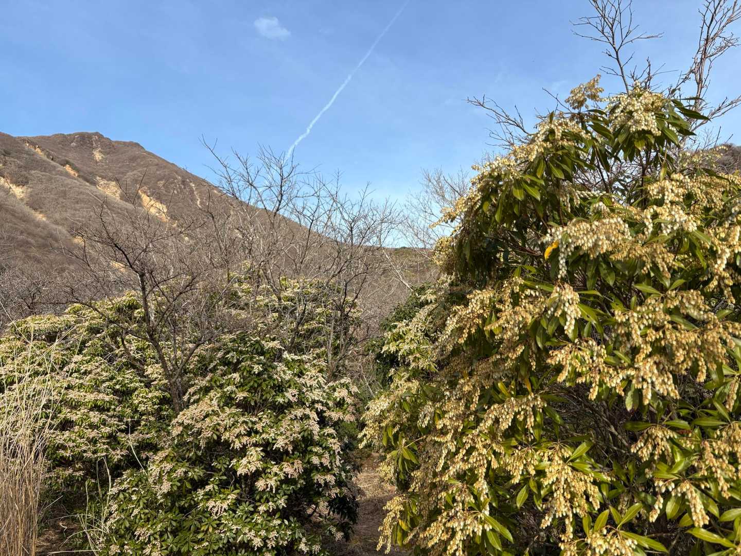 モリモリのアセビと白口岳⛰️
