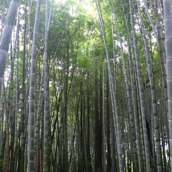 tyasu