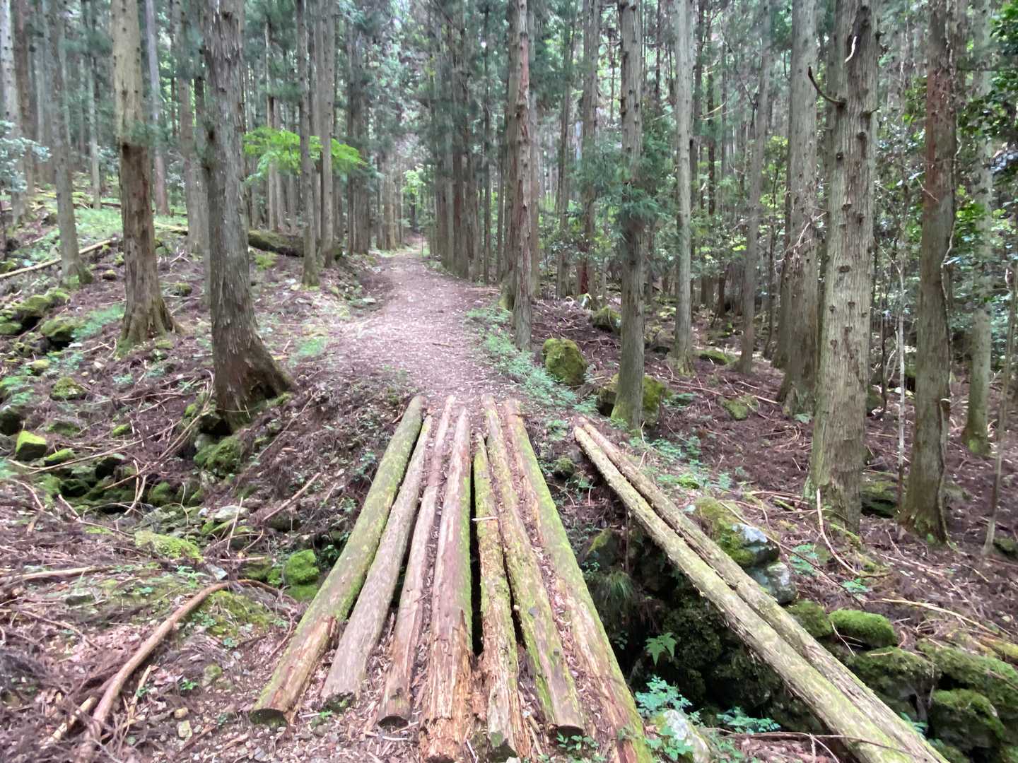 この辺りから、登山道です。
