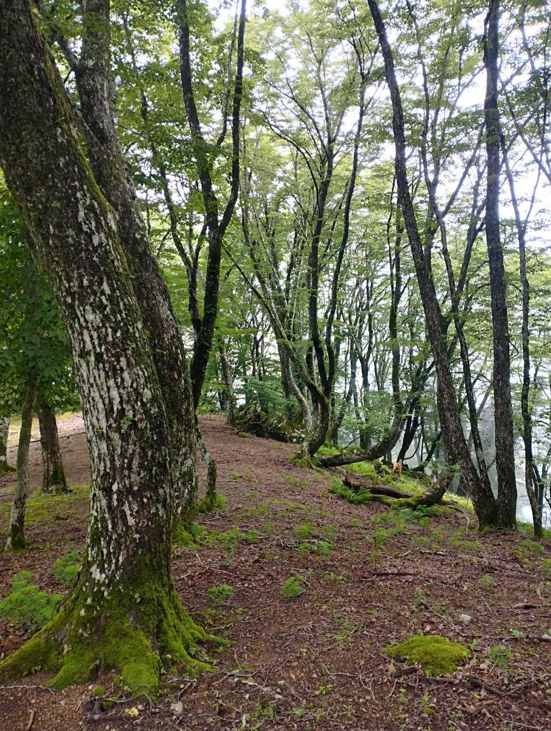 鞍掛トンネル西登山口-鞍掛峠-鈴北岳-鈴ヶ岳-桜峠-茶野 往復コースの写真