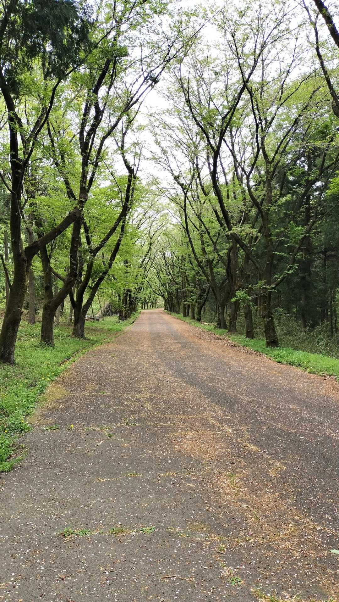 今日は比較的涼しく、鳥のさえずりと新緑に癒されながらの楽しいハイキングコースでした(*´ω｀*)💚✨️