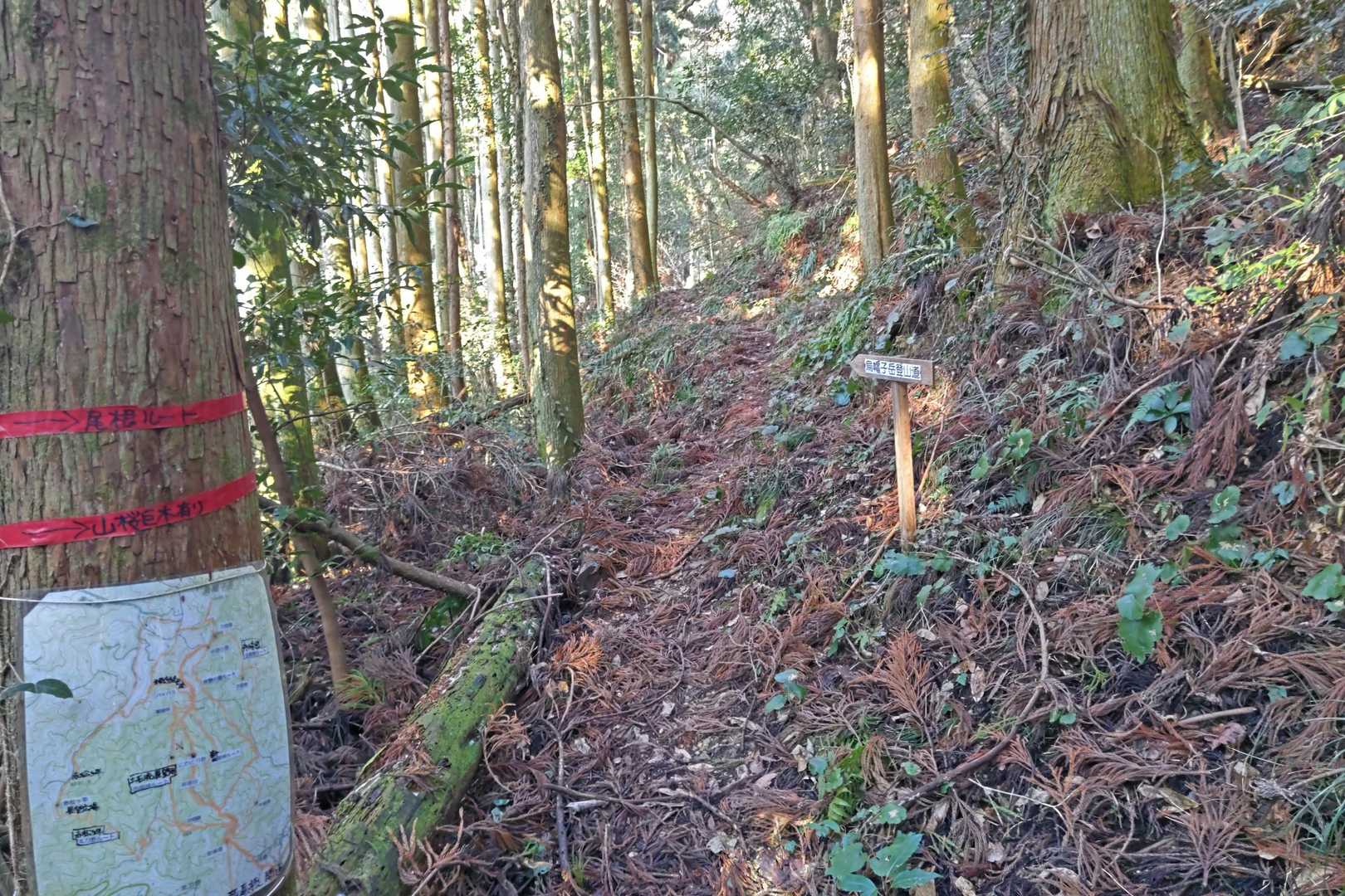 ここの分岐点で烏帽子岳の道標につられて直進しました😅後でルート外れで戻りました😁