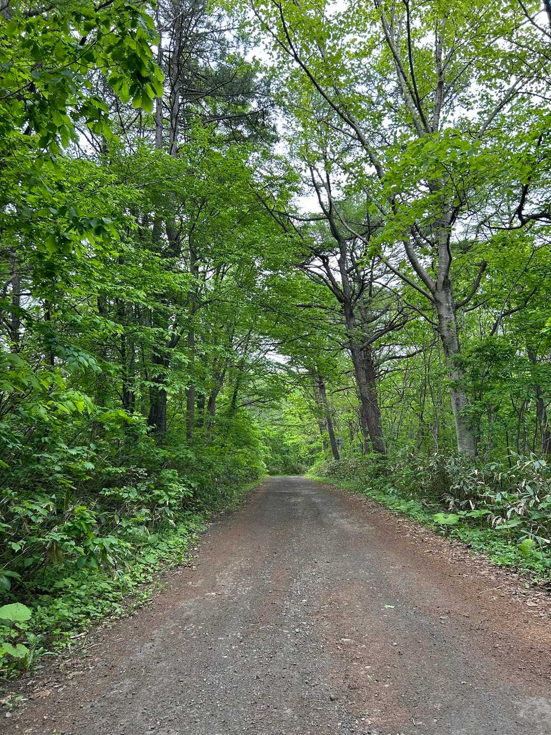 林道をのんびり🚶‍♀️𝕃𝕖𝕥'𝕤 𝕘𝕠！