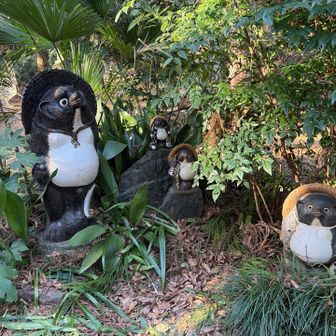 行く時、たぬき居たの気づかなかったw
何気にかわいい