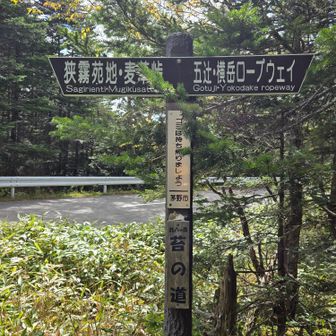 ２９９に出ました