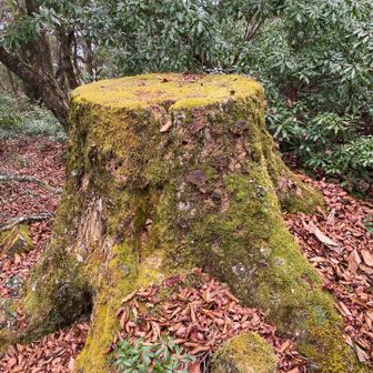 絵になる切り株