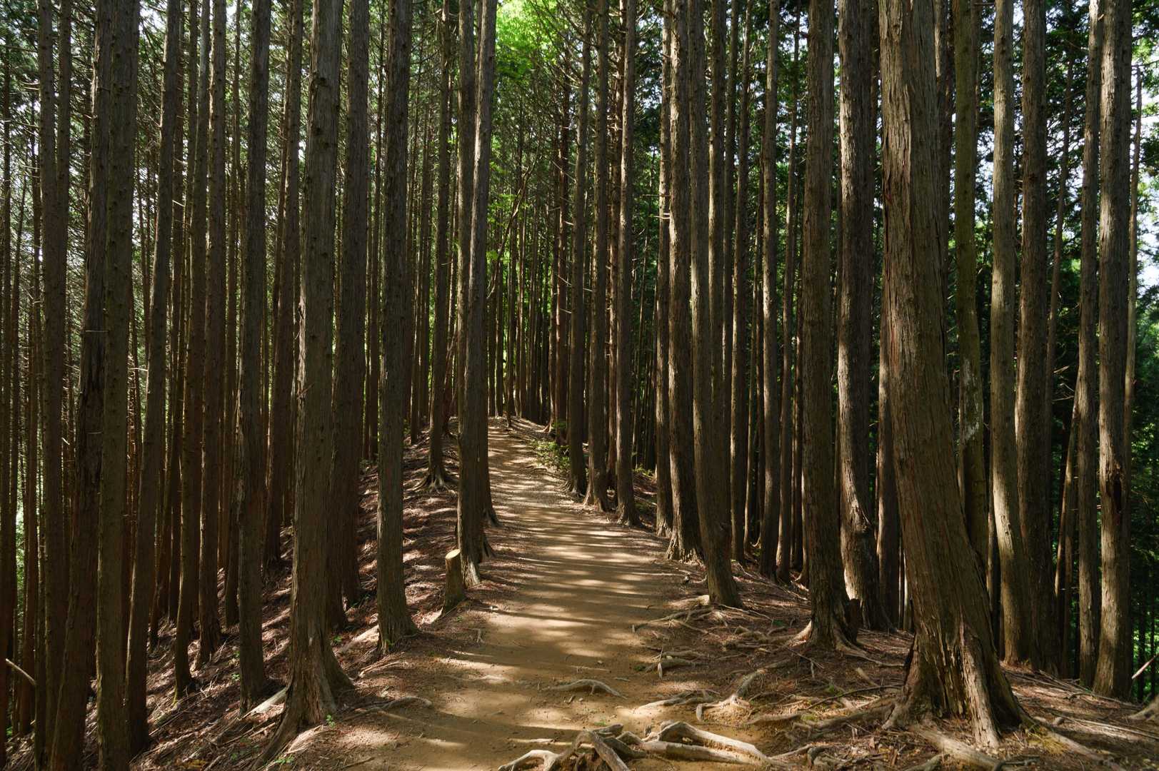 初心者向けでもあるからね(。・ω・。)