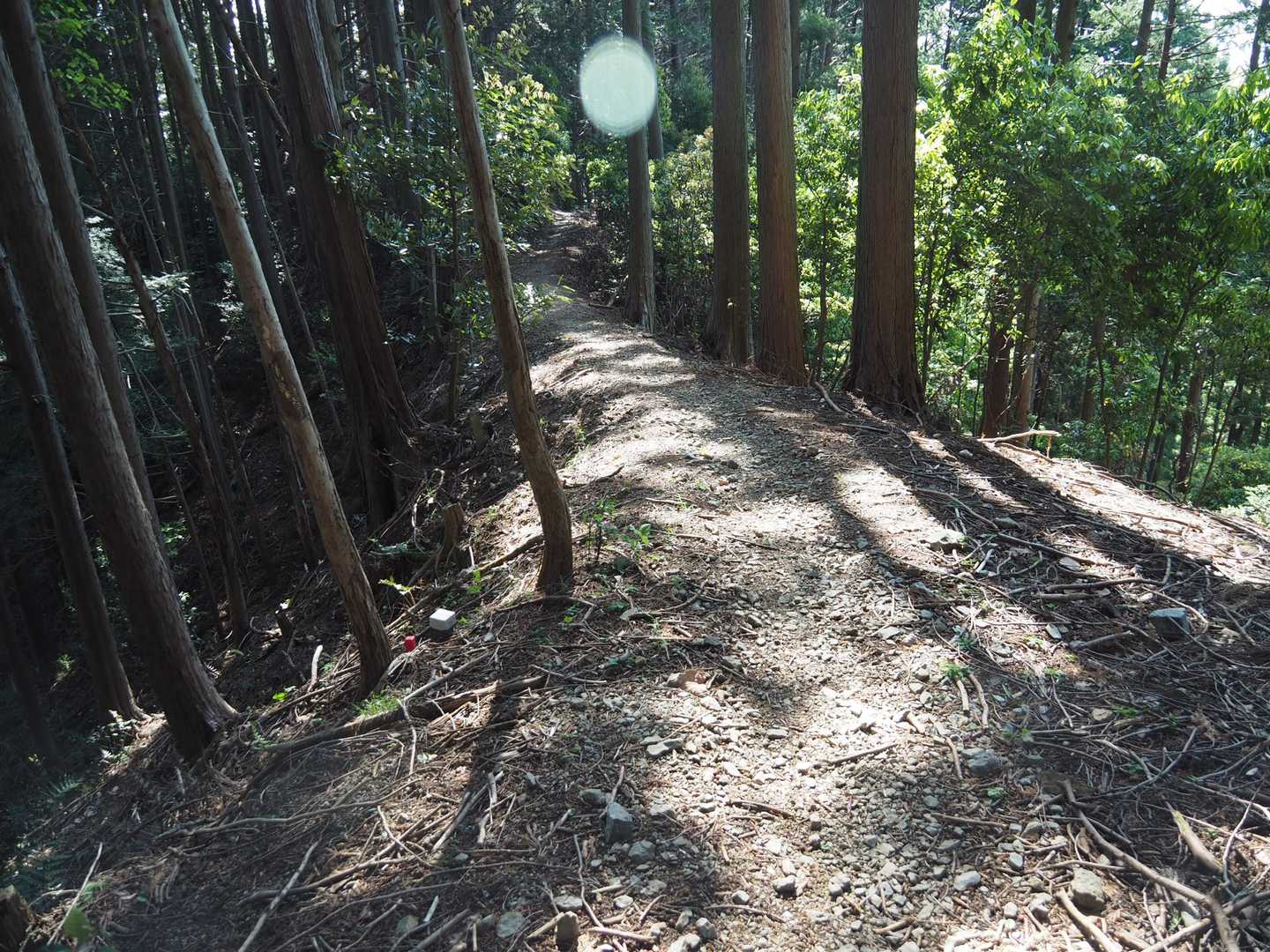 下山にはあじさい山公園への分岐を降りずに、直進するmichikawaさんのログの通りに行きます🙇✨ありがとうございます。
良い感じの尾根が出てきました📸✌️