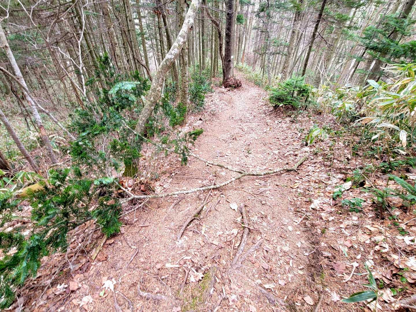 上から落ちてきた枝🌳
ビックリした！