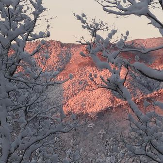 木の隙間からモルゲン