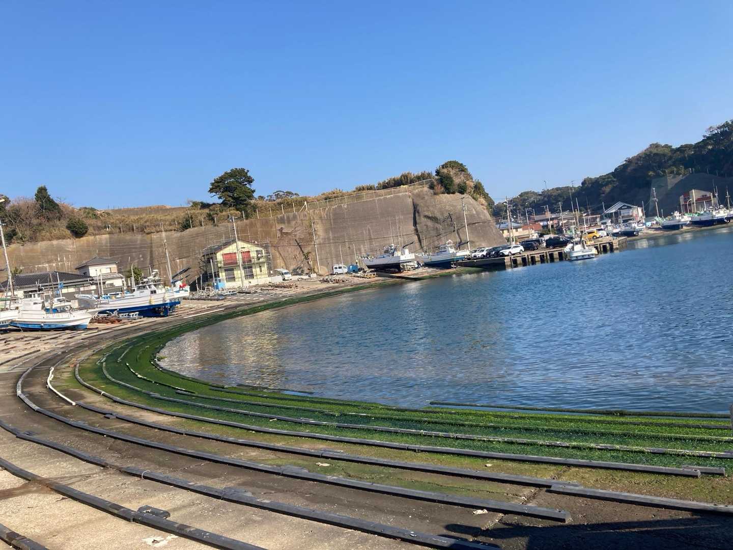 しばらく舗装道を歩い小さな漁港🌊に着きました。藻なのかな？が人工芝みたいでした。