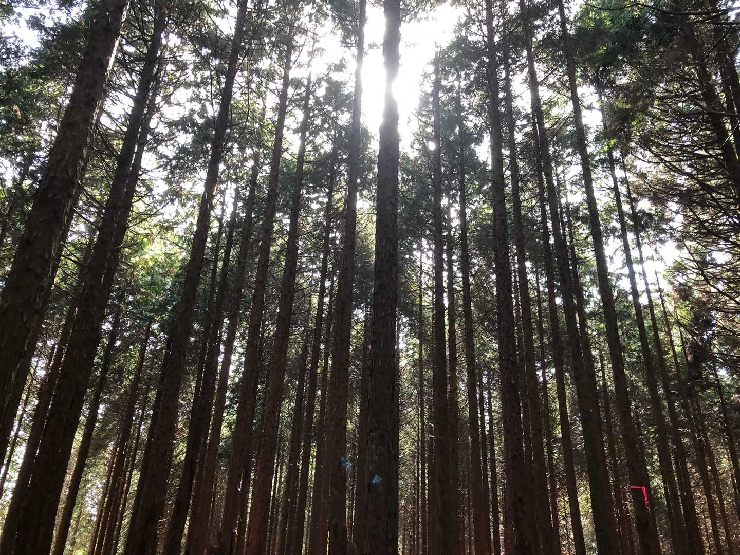 思親山（上佐野集落）＜佐野峠＞の写真