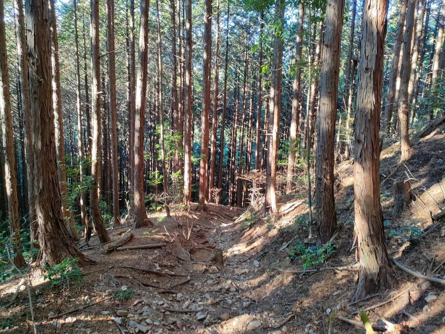 「８.峠」からのルートはひっそりとしていて好きです😁