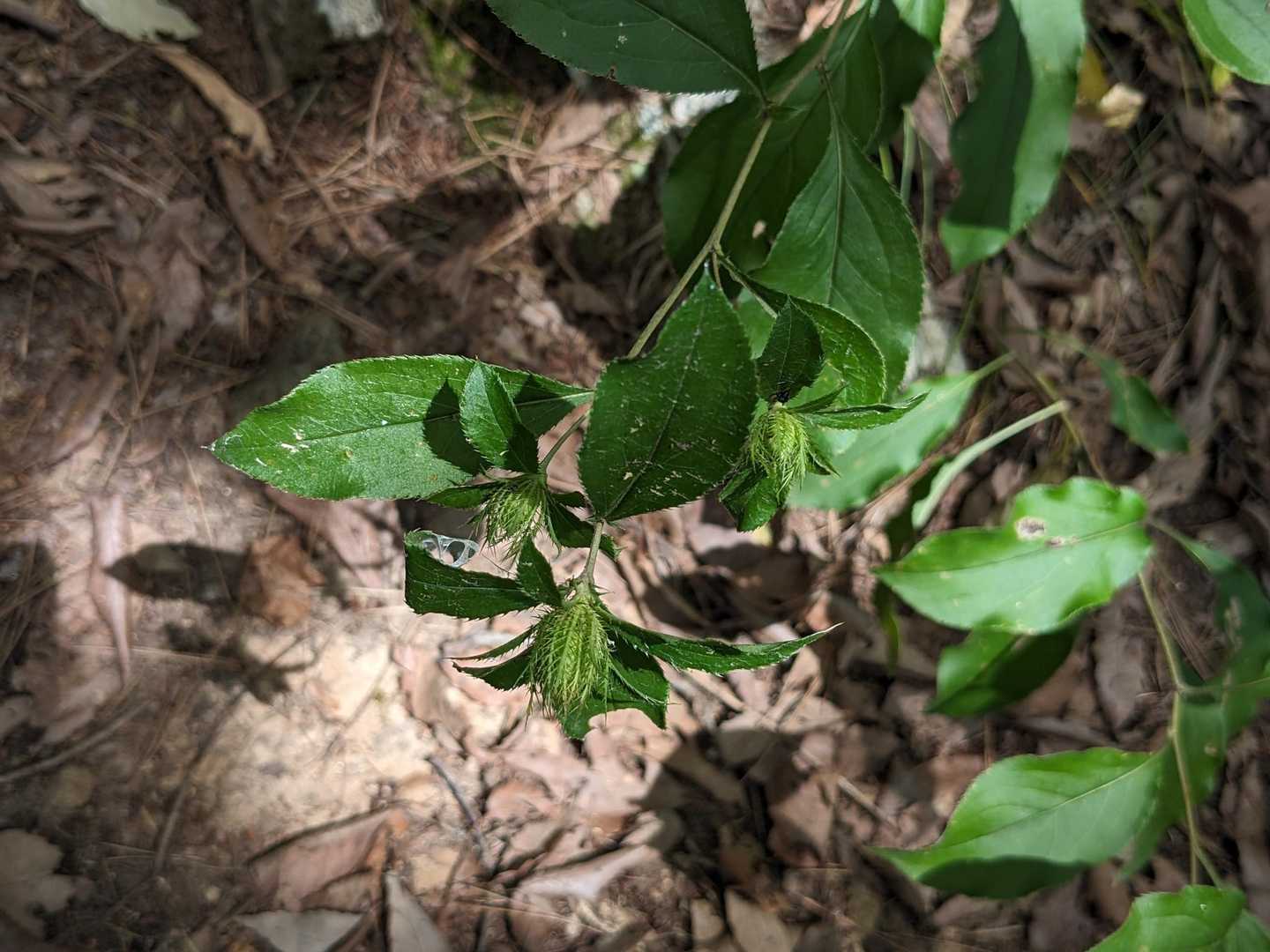 気になる蕾　オケラのよう