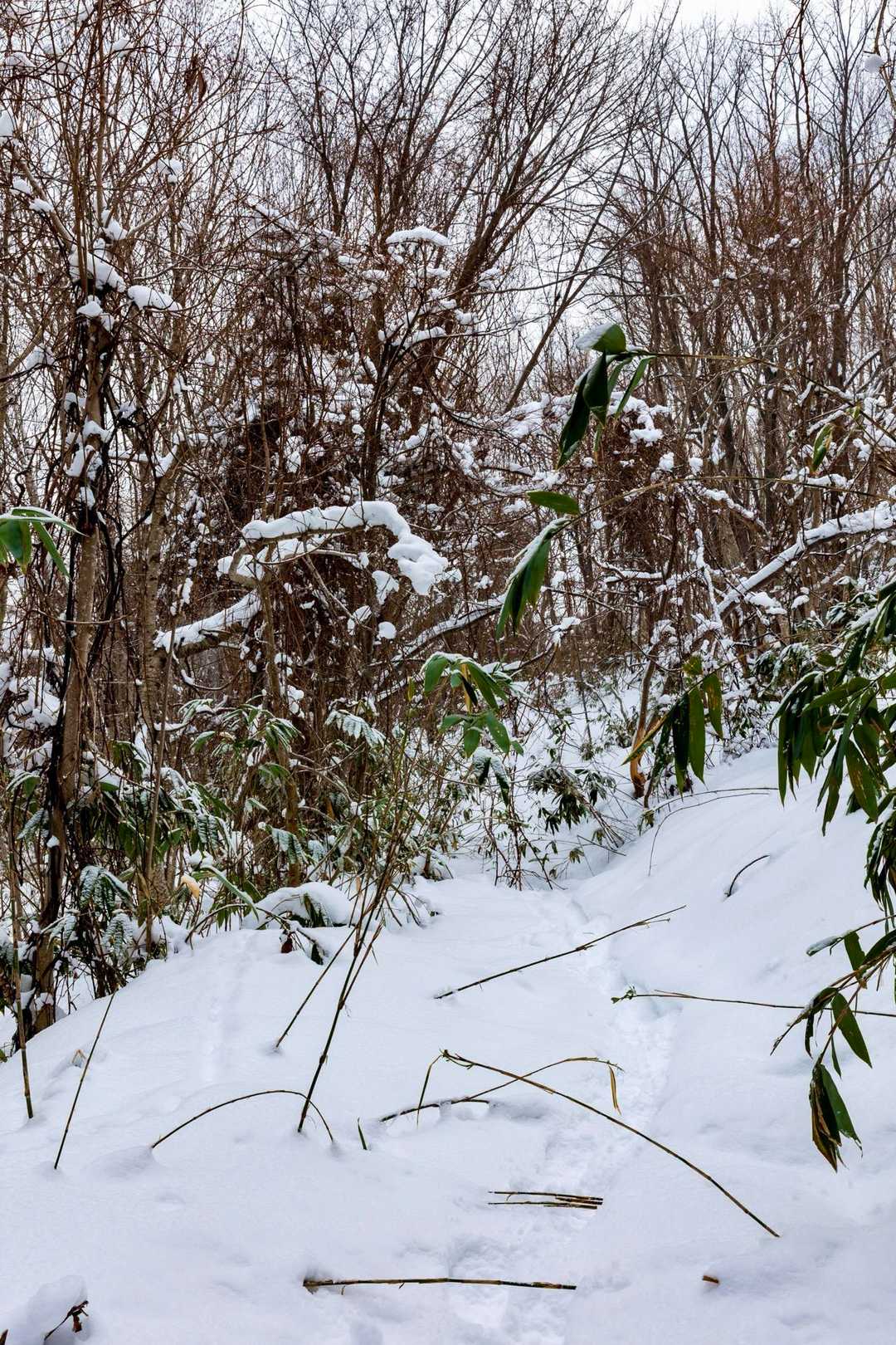 今回の雪で笹はこんな感じ⛄️
