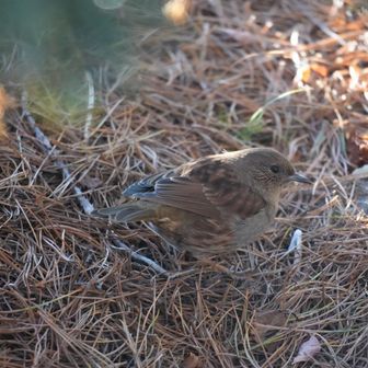 岩ヒバちゃんが、道案内