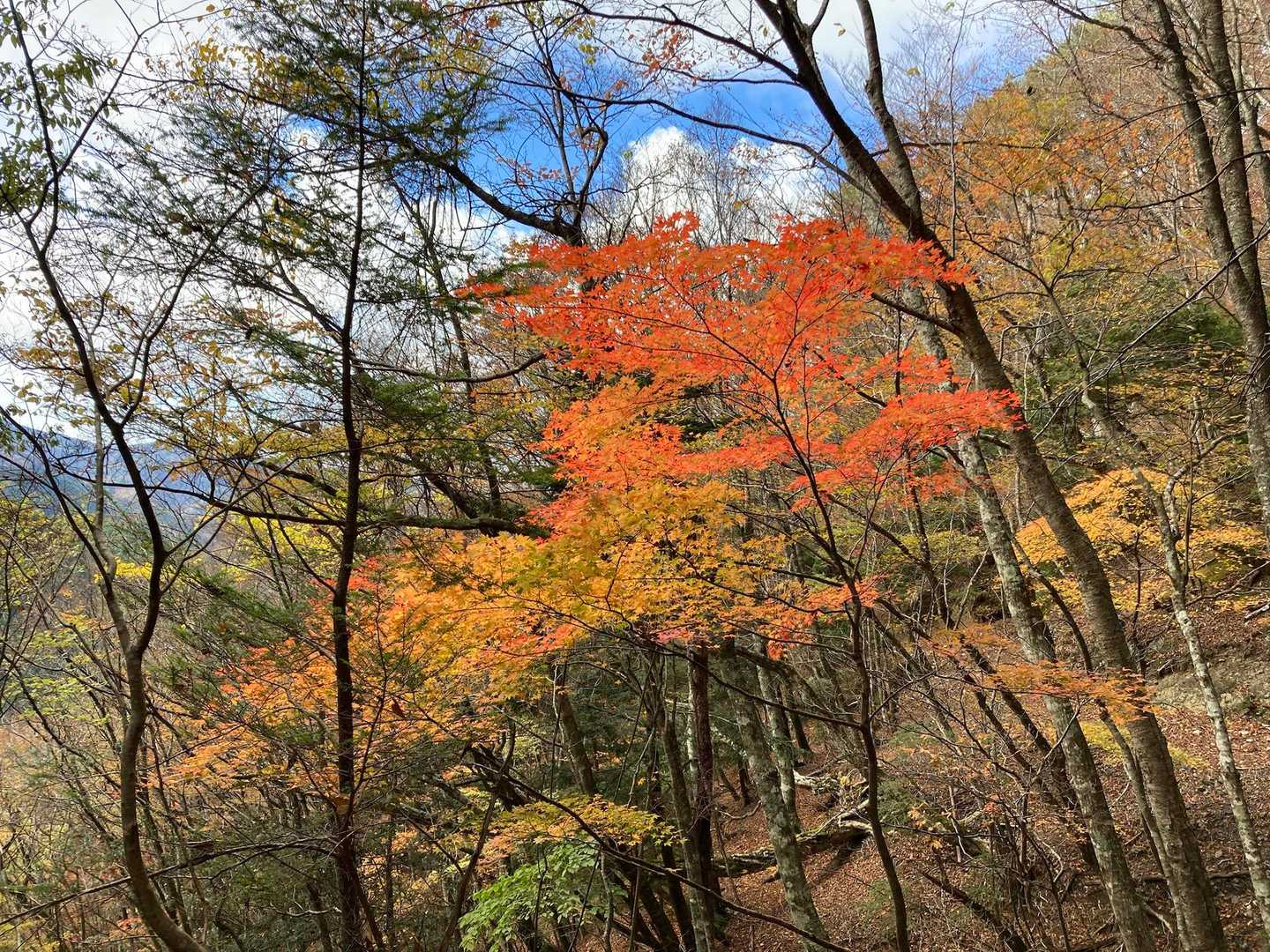 標高低いところは紅葉見頃だし天気もよい。