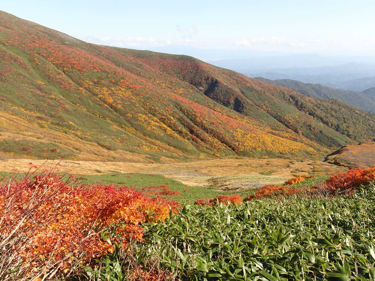 草紅葉も