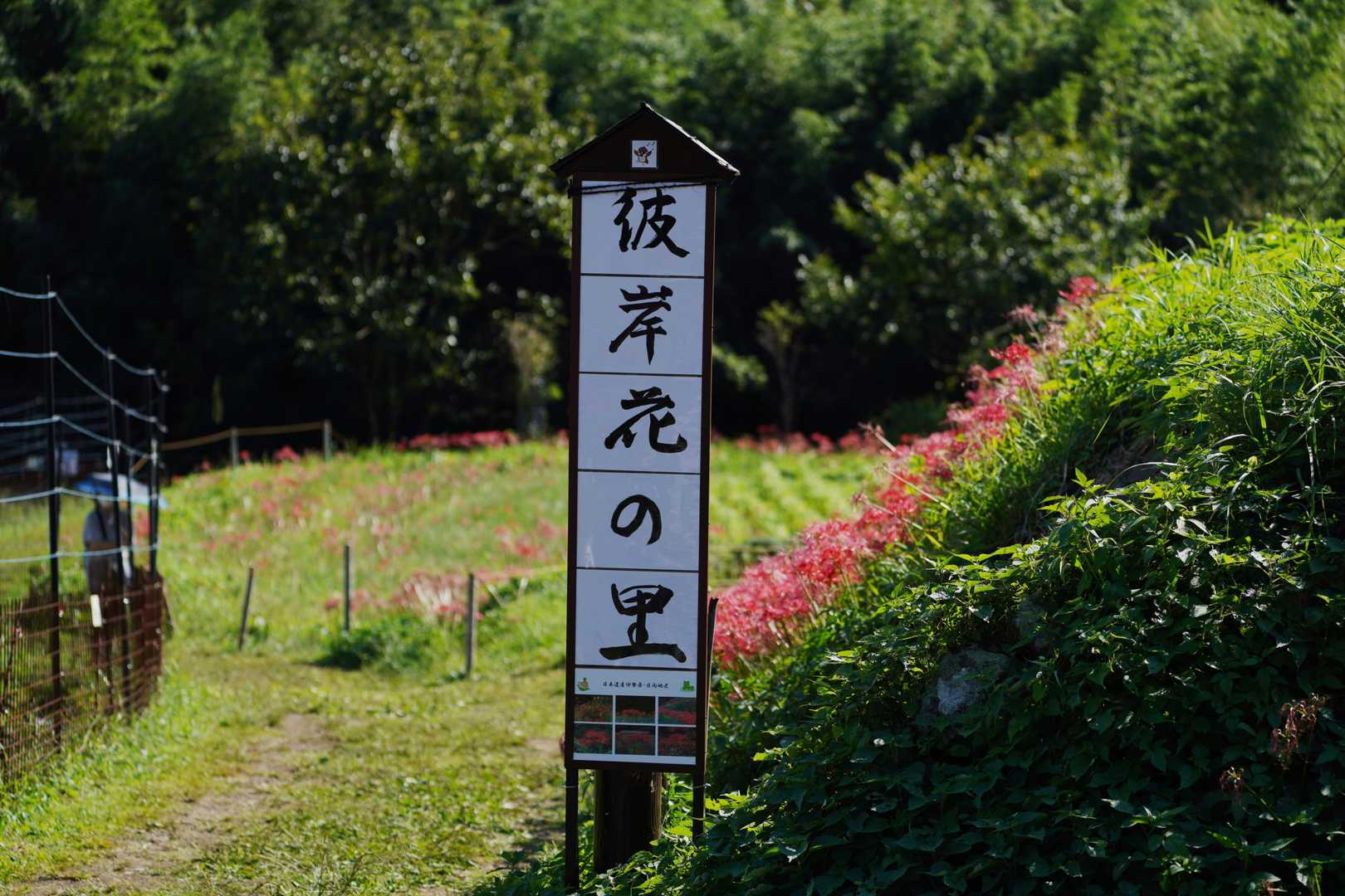既に時期が終わった彼岸花
陽の当たる場所は色あせ枯れてます