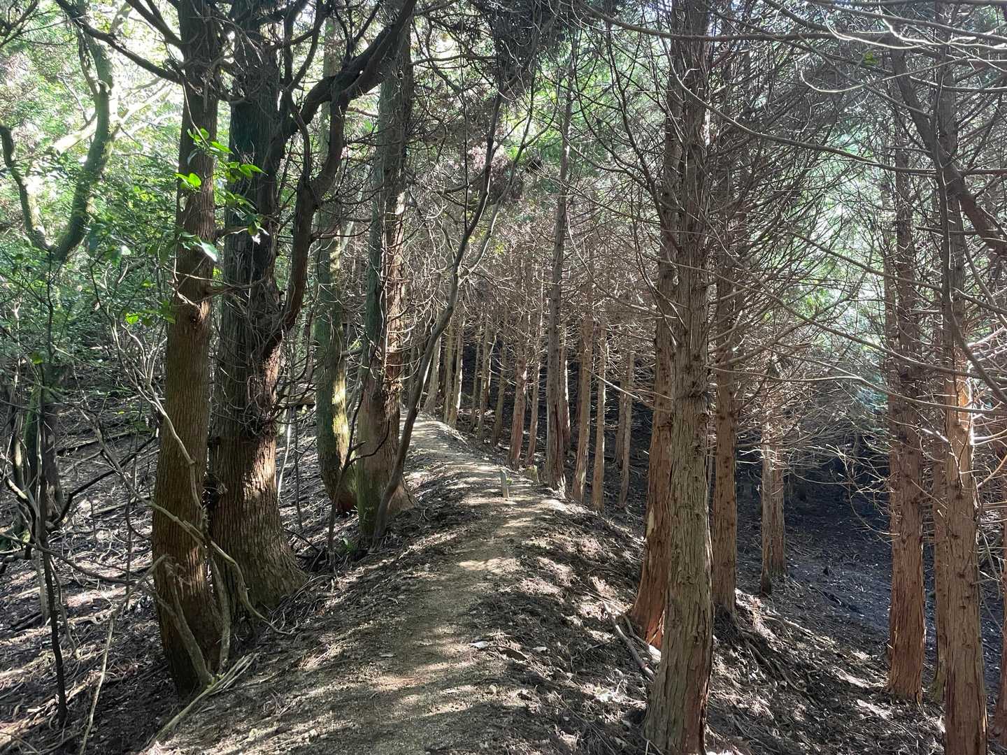 大根地山 | 背中に翼を持つ古代豪族「羽白熊鷲」のミステリアスな伝説を訪ねるの写真