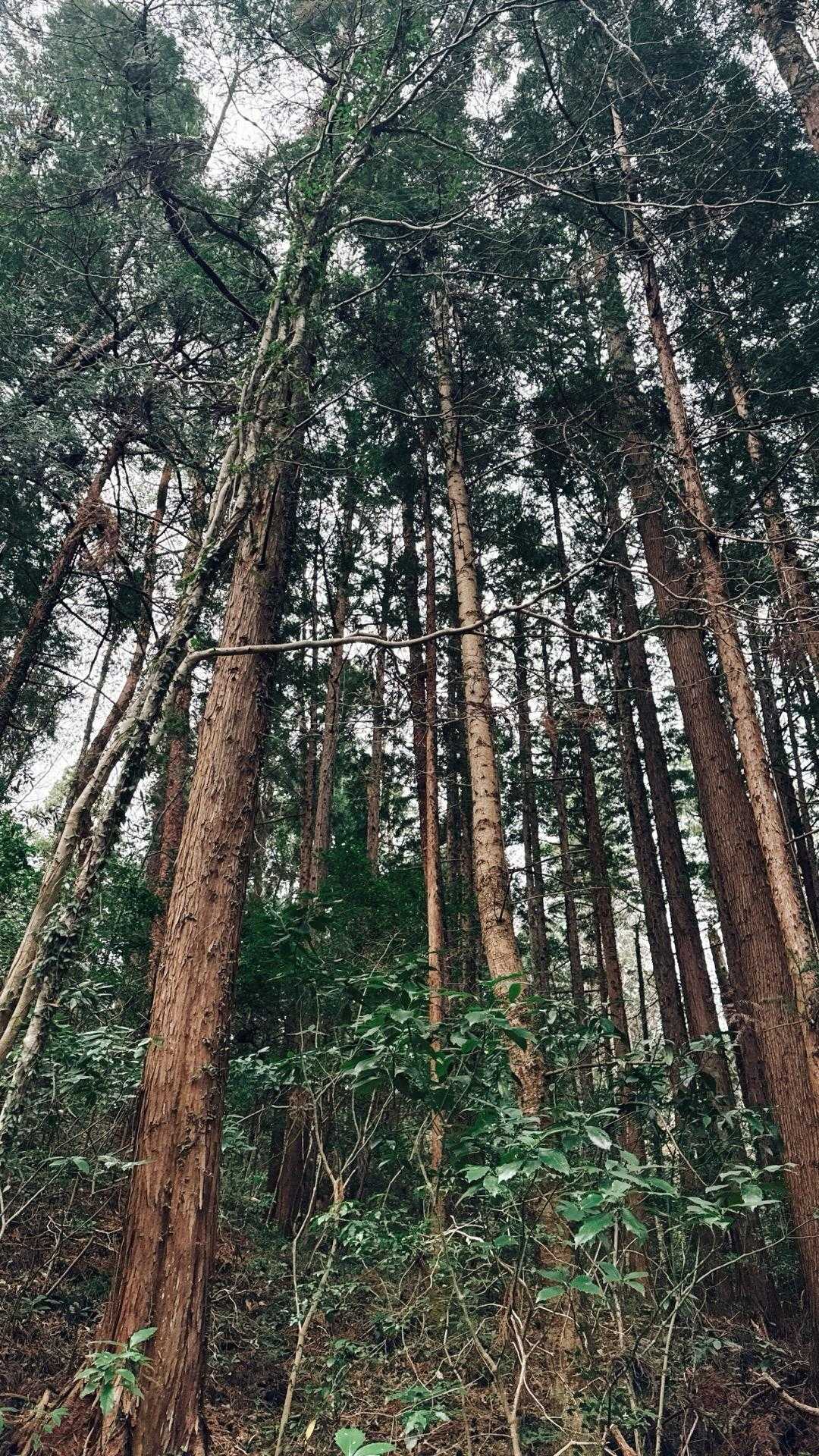 下滝バス停-滝富士登山道登山口-滝富士 往復コースの写真