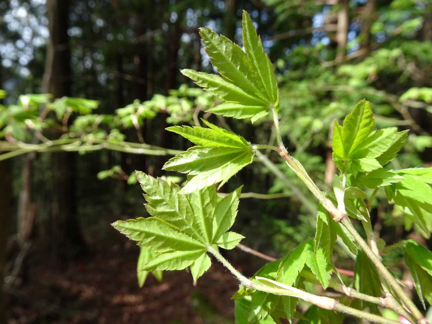コハウチハカエデ🍁