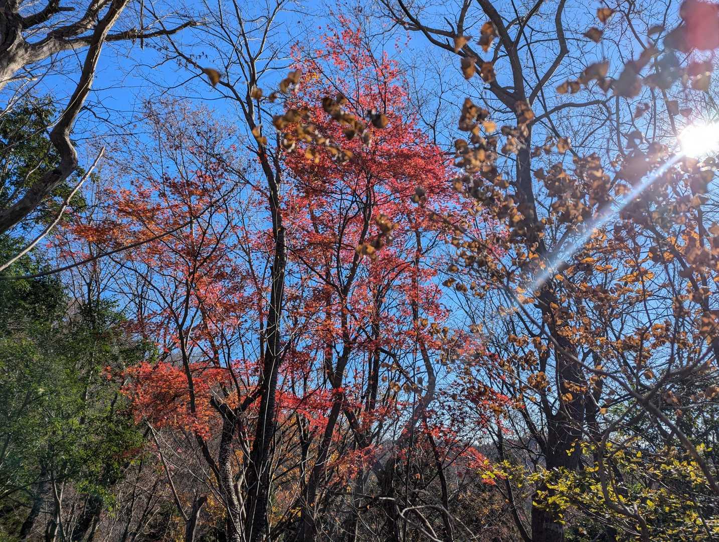 唯一の紅葉🍁
